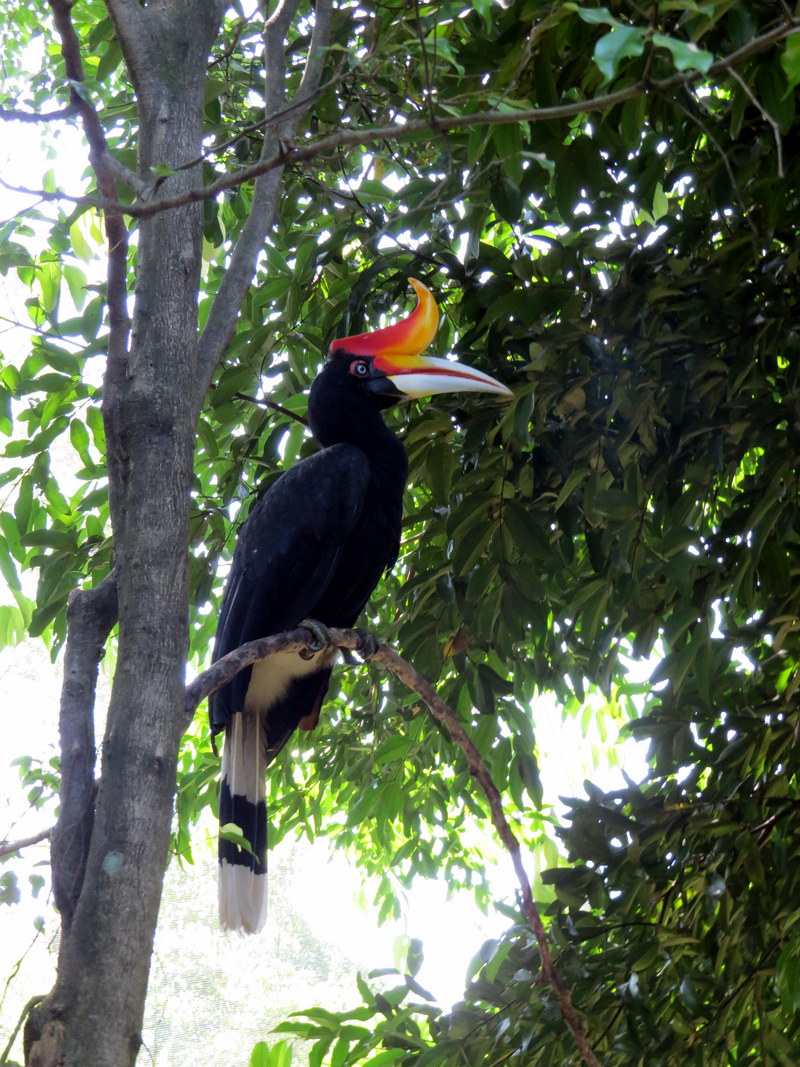 rhinoceros hornbill (Buceros rhinoceros); DISPLAY FULL IMAGE.