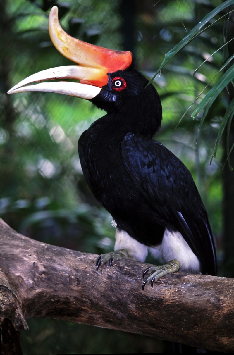 rhinoceros hornbill (Buceros rhinoceros); DISPLAY FULL IMAGE.