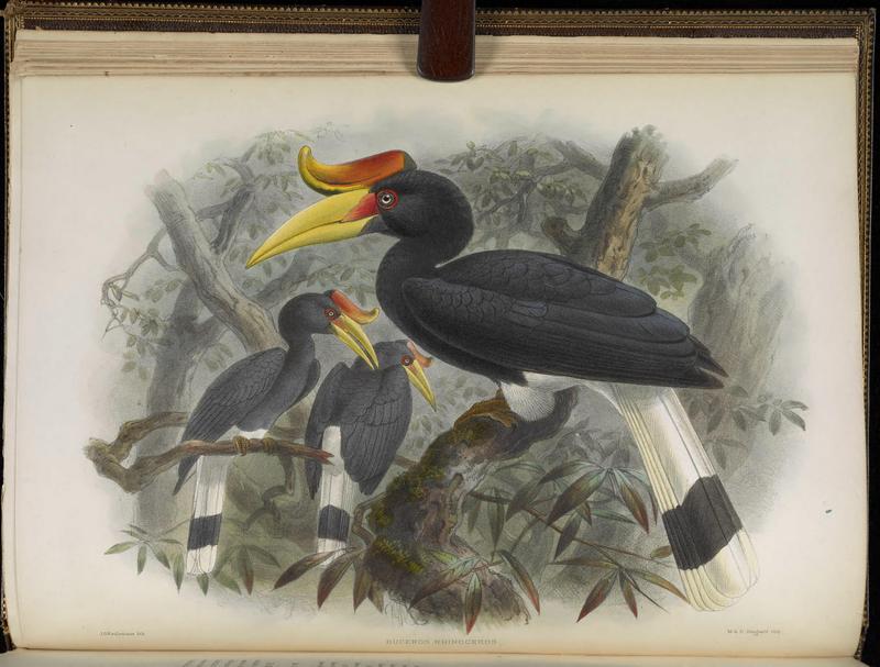 rhinoceros hornbill (Buceros rhinoceros); DISPLAY FULL IMAGE.