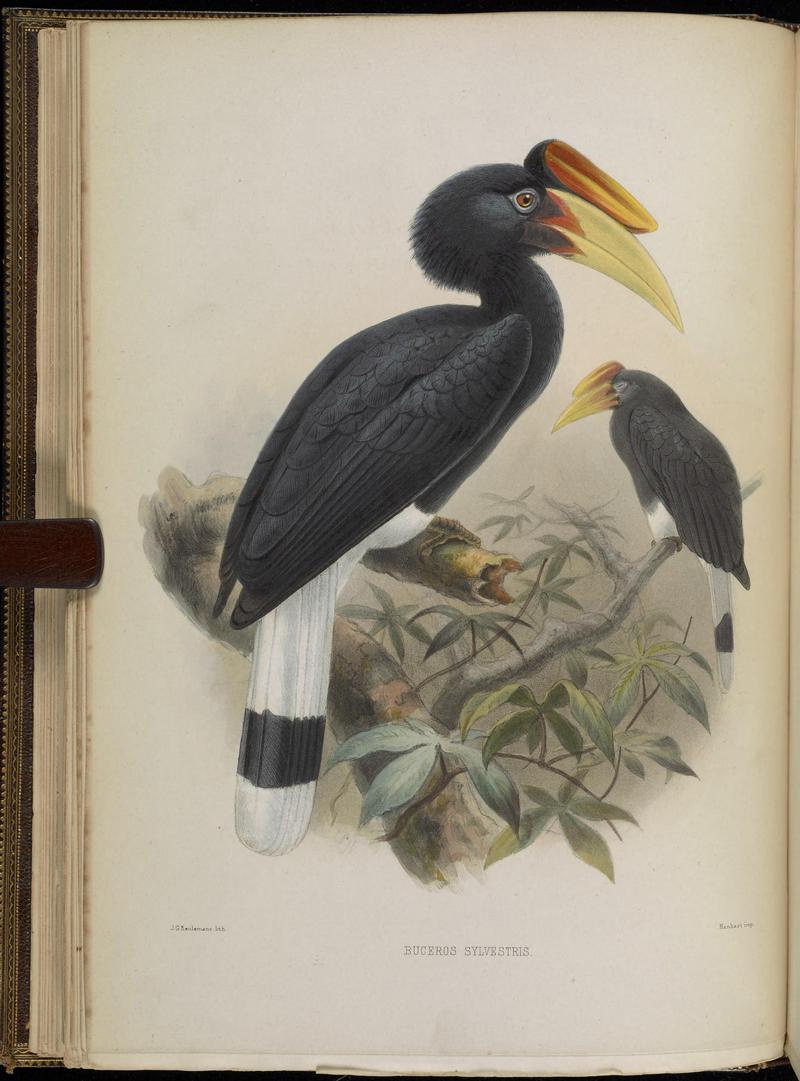 rhinoceros hornbill (Buceros rhinoceros); DISPLAY FULL IMAGE.