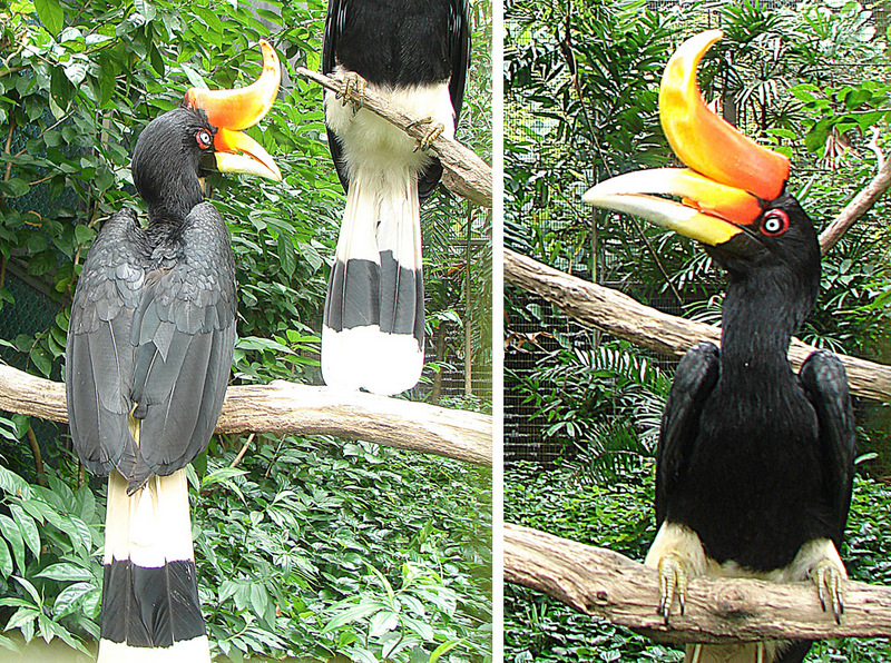 rhinoceros hornbill (Buceros rhinoceros); DISPLAY FULL IMAGE.