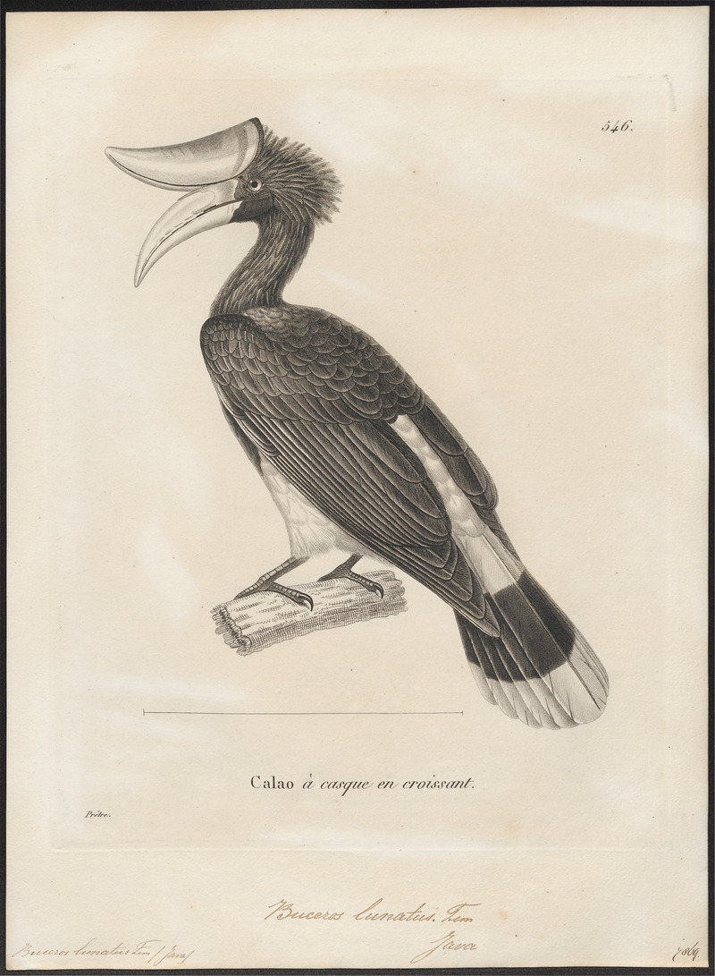 rhinoceros hornbill (Buceros rhinoceros); DISPLAY FULL IMAGE.