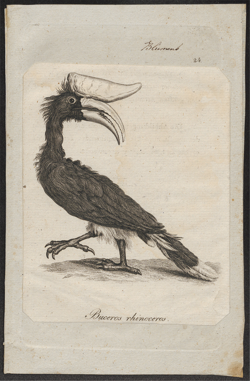 rhinoceros hornbill (Buceros rhinoceros); DISPLAY FULL IMAGE.