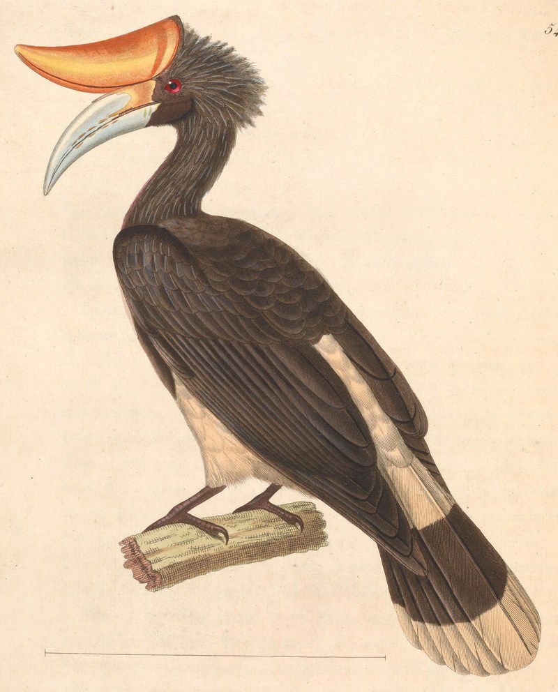 rhinoceros hornbill (Buceros rhinoceros); DISPLAY FULL IMAGE.