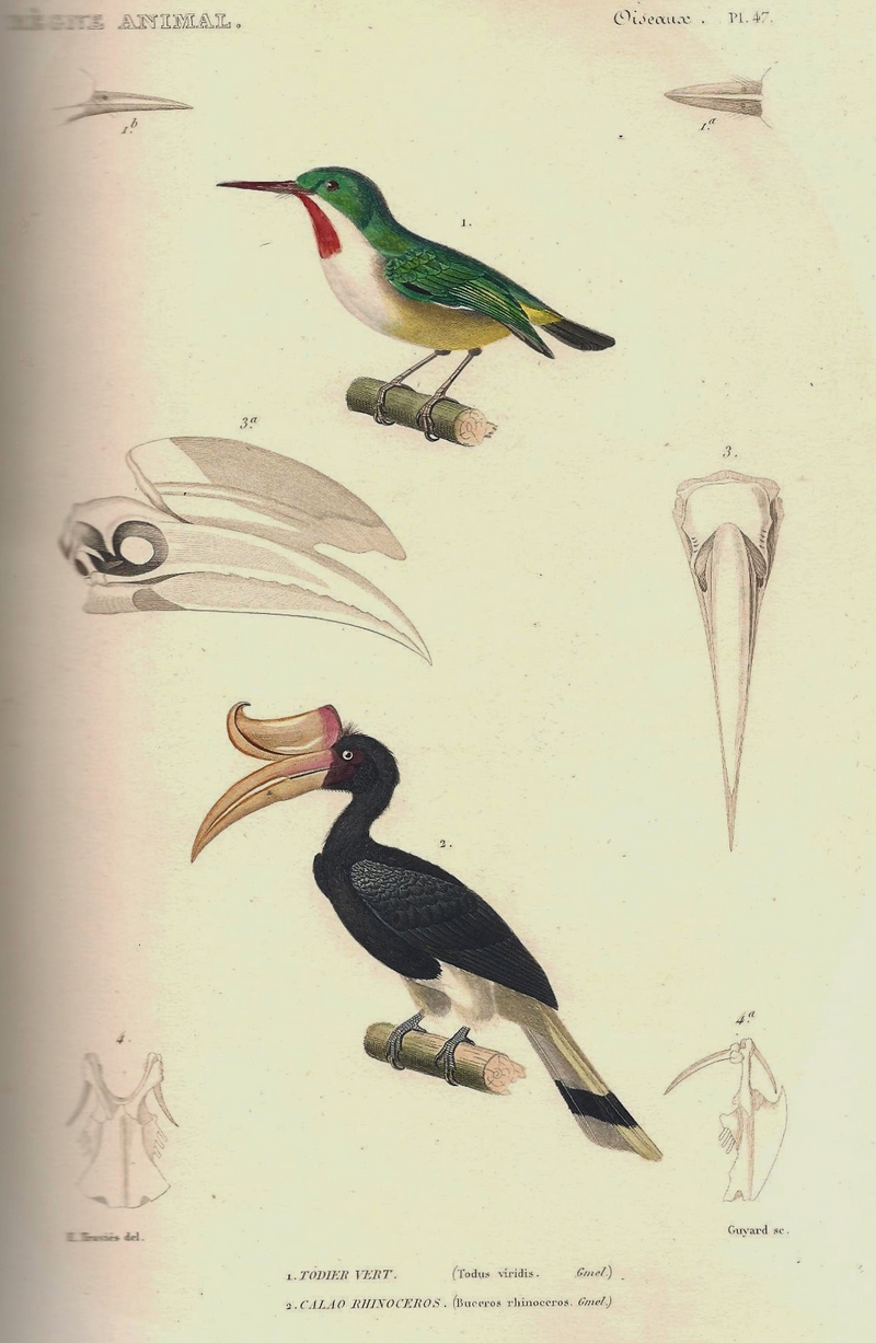 broad-billed tody (Todus subulatus), rhinoceros hornbill (Buceros rhinoceros); DISPLAY FULL IMAGE.