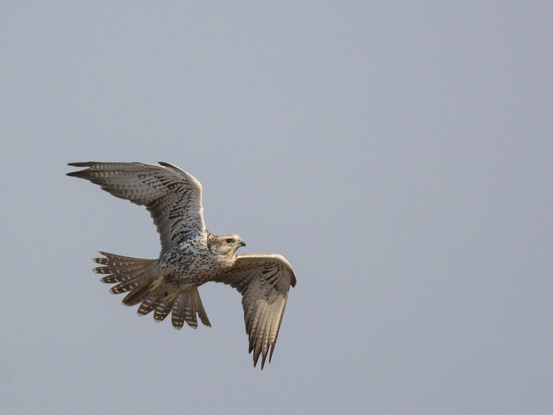 saker falcon (Falco cherrug); DISPLAY FULL IMAGE.