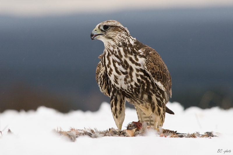 saker falcon (Falco cherrug); DISPLAY FULL IMAGE.