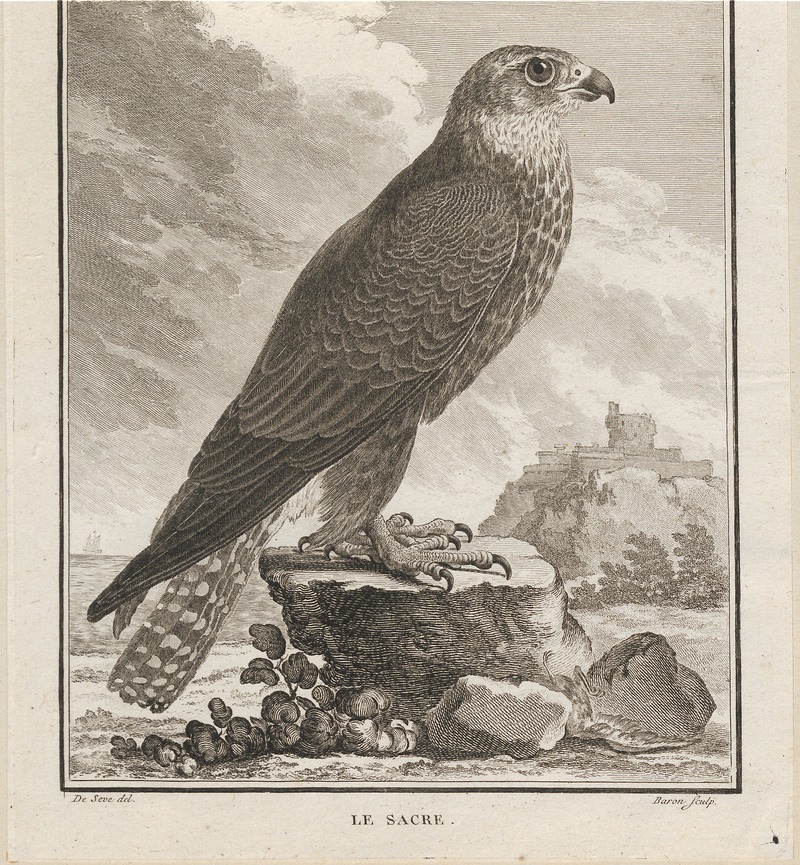 saker falcon (Falco cherrug); DISPLAY FULL IMAGE.