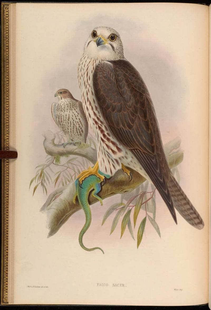 saker falcon (Falco cherrug); DISPLAY FULL IMAGE.