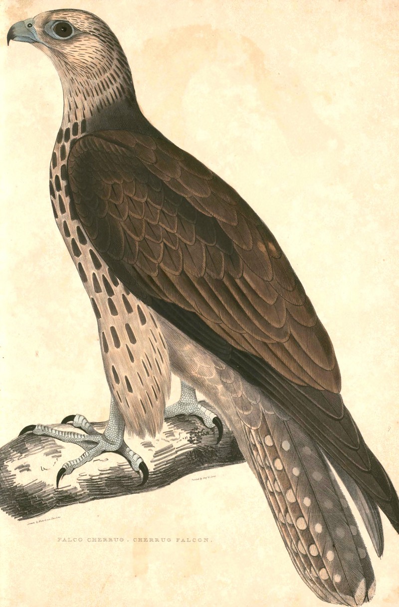 saker falcon (Falco cherrug); DISPLAY FULL IMAGE.