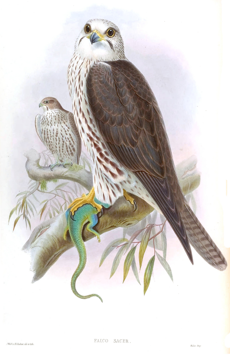 saker falcon (Falco cherrug); DISPLAY FULL IMAGE.
