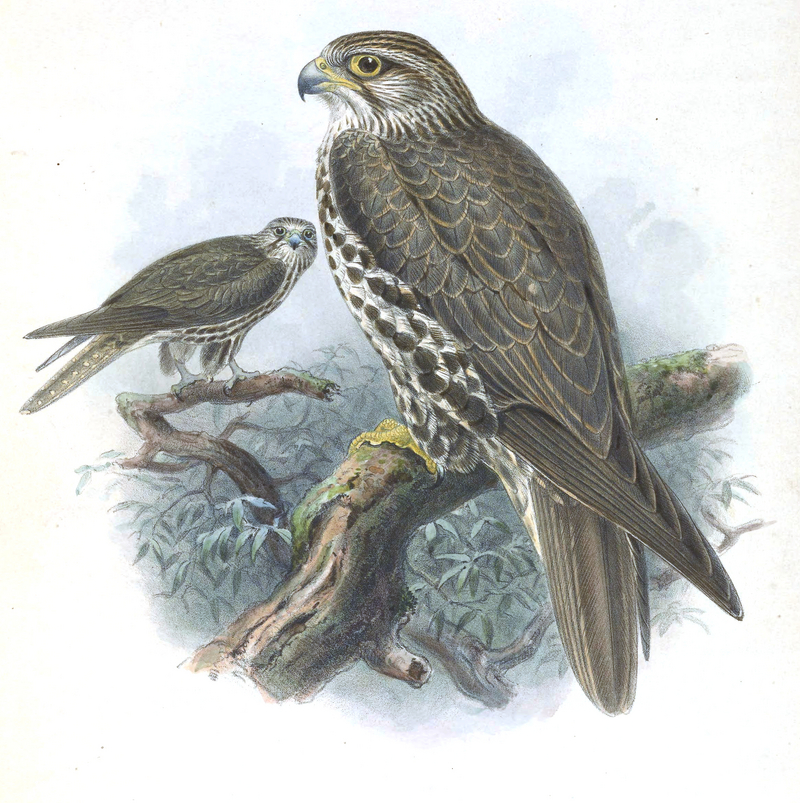 saker falcon (Falco cherrug); DISPLAY FULL IMAGE.