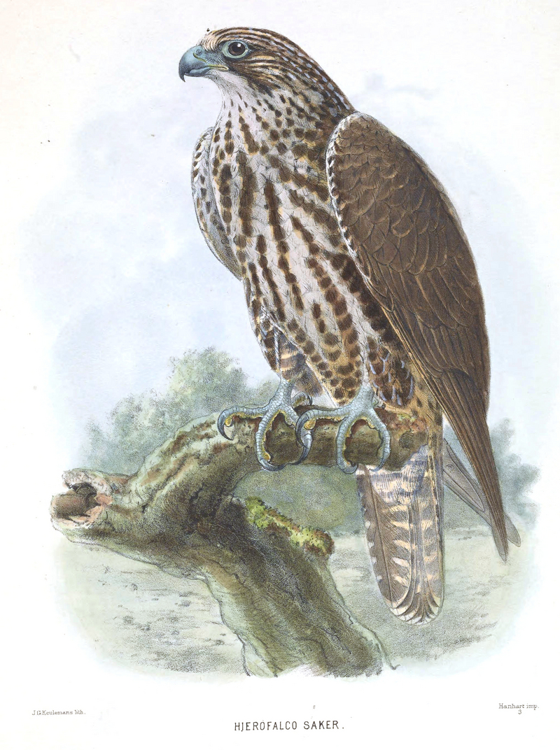 saker falcon (Falco cherrug); DISPLAY FULL IMAGE.