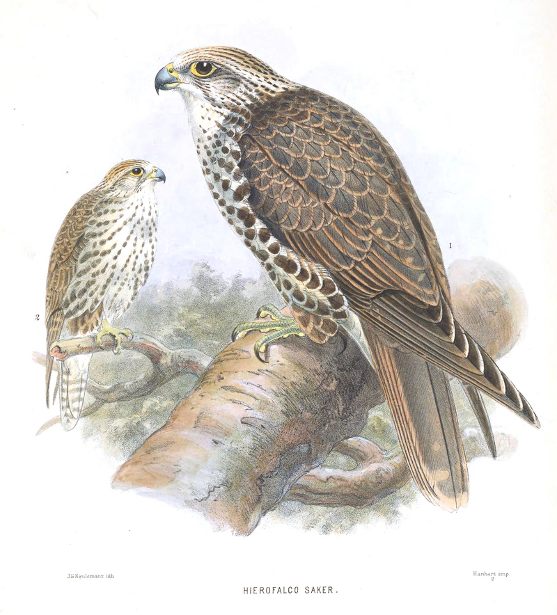 saker falcon (Falco cherrug); DISPLAY FULL IMAGE.