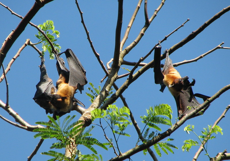 Indian flying fox (Pteropus giganteus); DISPLAY FULL IMAGE.