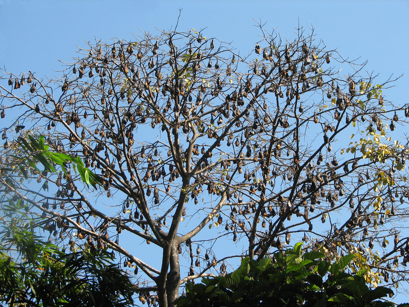 Indian flying fox (Pteropus giganteus); DISPLAY FULL IMAGE.