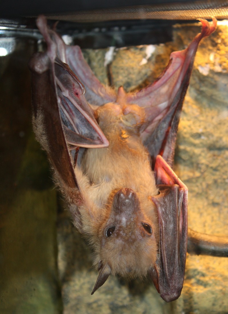 Indian flying fox (Pteropus giganteus); DISPLAY FULL IMAGE.