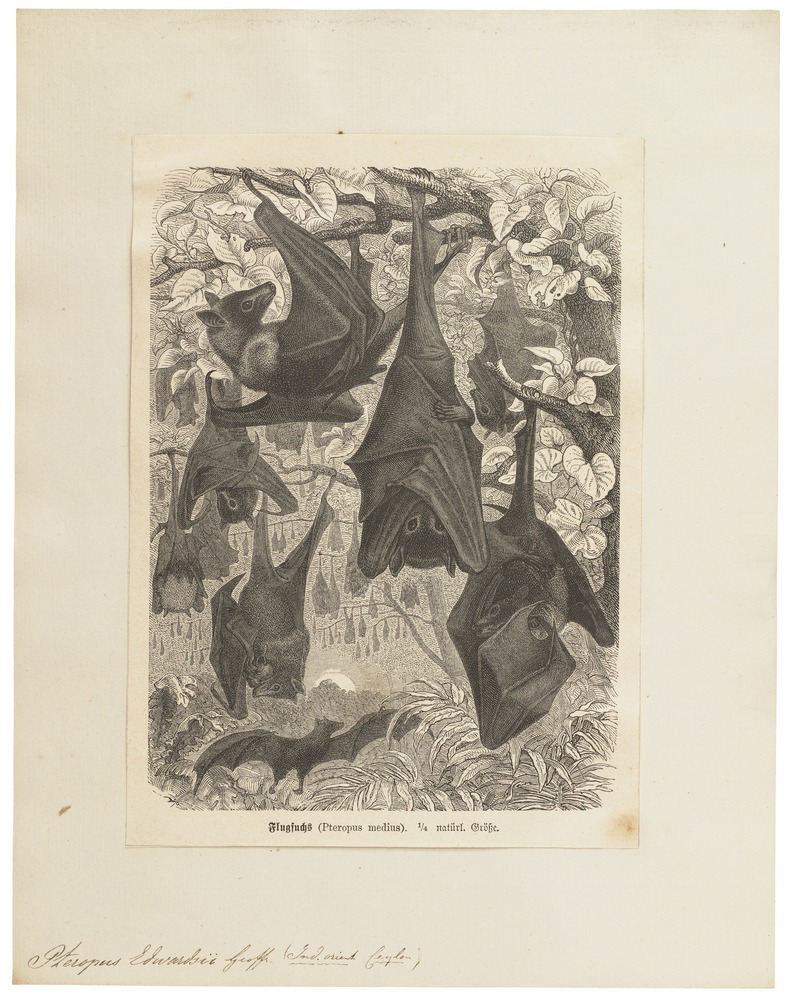 Indian flying fox (Pteropus giganteus); DISPLAY FULL IMAGE.