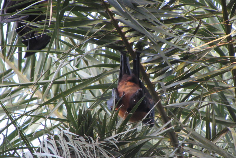 Indian flying fox (Pteropus giganteus); DISPLAY FULL IMAGE.