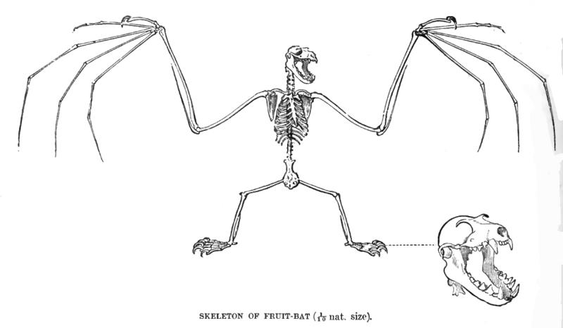 Indian flying fox (Pteropus giganteus); DISPLAY FULL IMAGE.