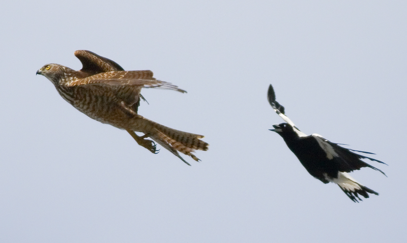 brown goshawk (Accipiter fasciatus), Australian magpie (Cracticus tibicen); DISPLAY FULL IMAGE.