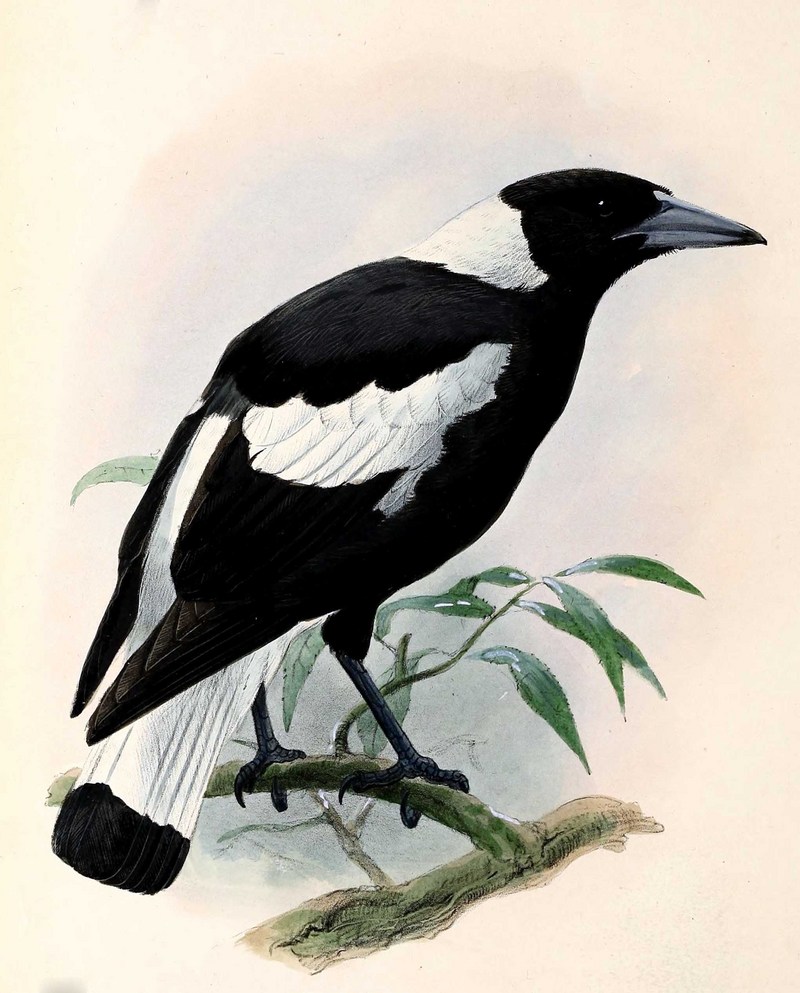 Australian magpie (Cracticus tibicen); DISPLAY FULL IMAGE.