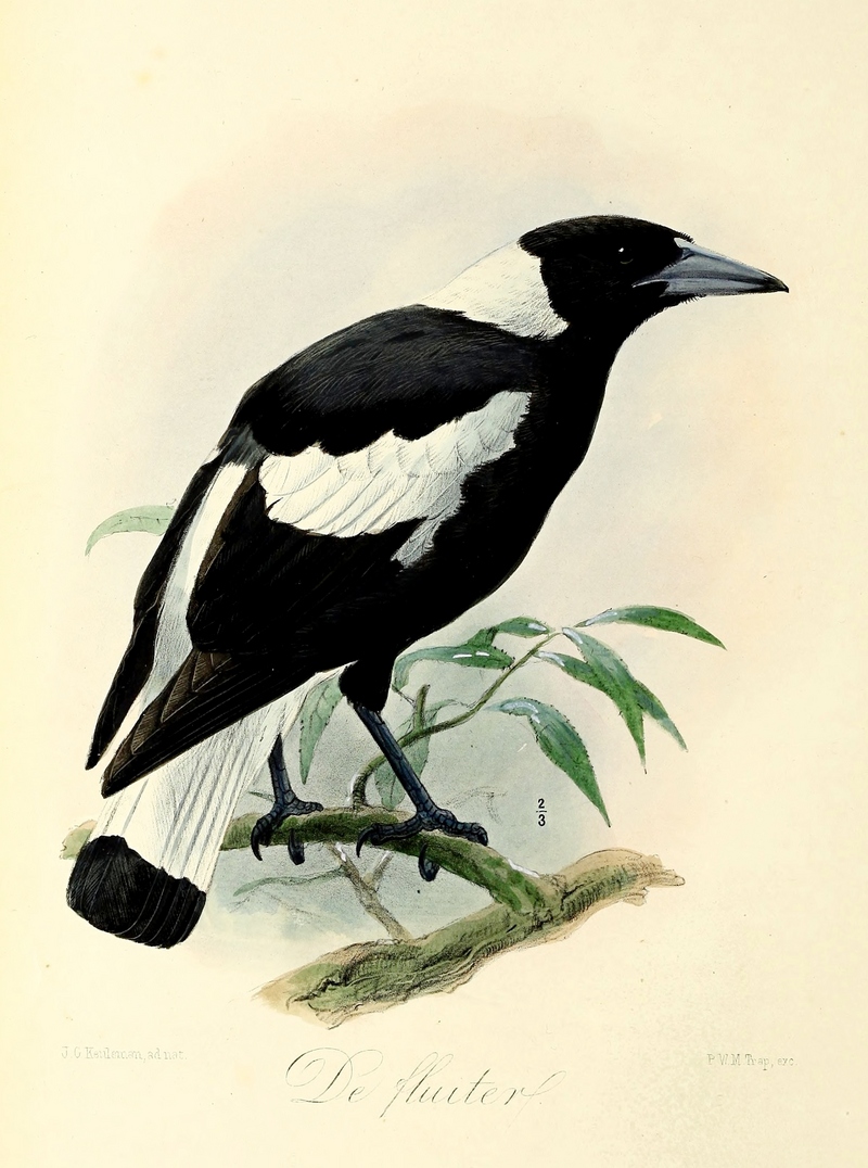 Australian magpie (Cracticus tibicen); DISPLAY FULL IMAGE.