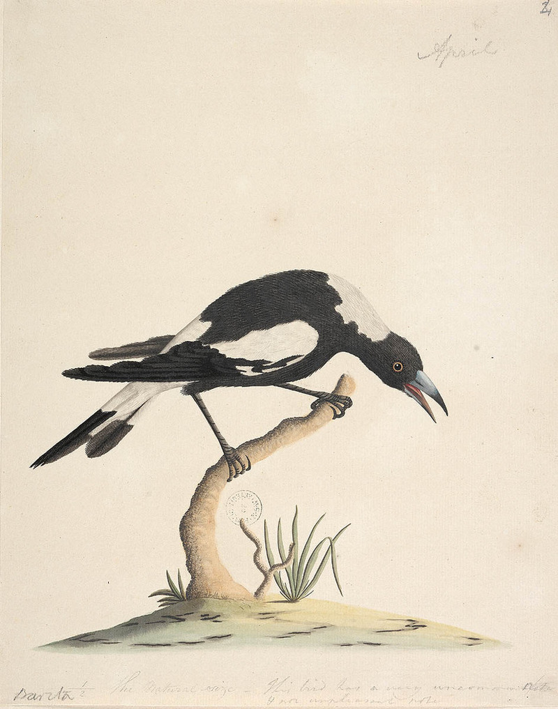 Australian magpie (Cracticus tibicen); DISPLAY FULL IMAGE.