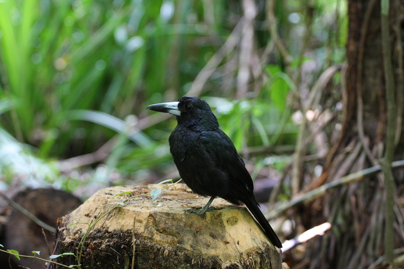 black butcherbird (Melloria quoyi); DISPLAY FULL IMAGE.