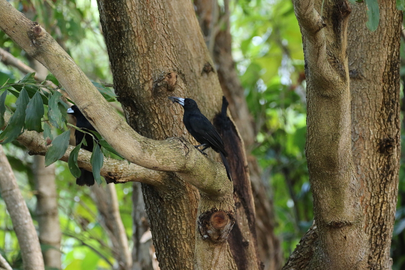 black butcherbird (Melloria quoyi); DISPLAY FULL IMAGE.