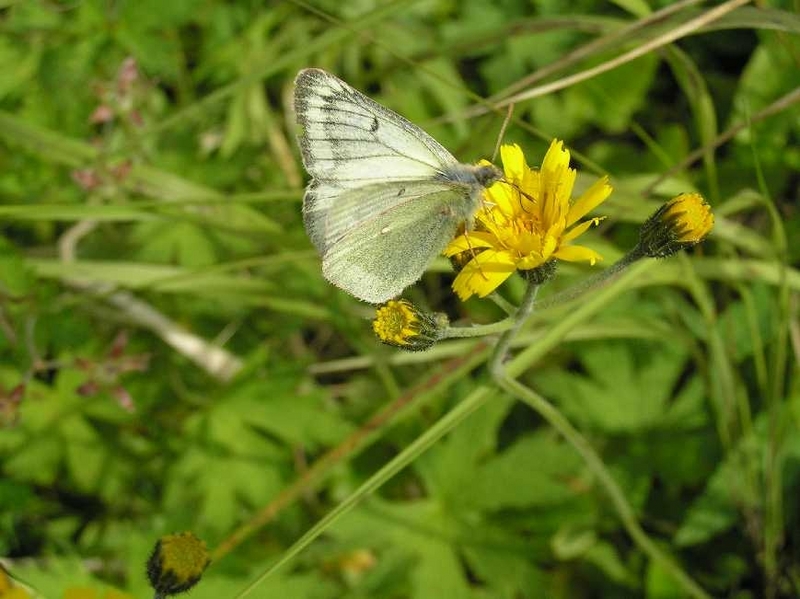 Booth's sulphur, pale Arctic clouded yellow (Colias tyche); DISPLAY FULL IMAGE.