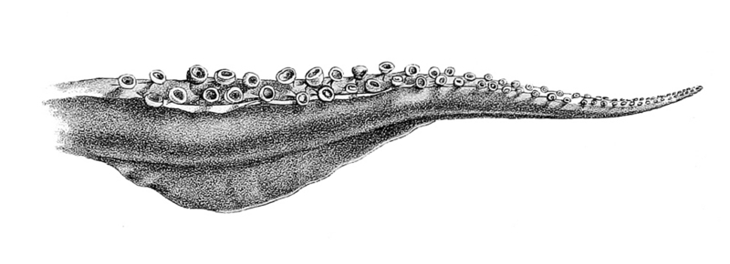 Pacific flying squid (Todarodes pacificus); DISPLAY FULL IMAGE.