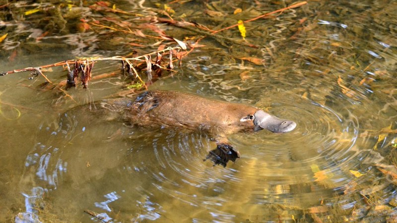 duck-billed platypus (Ornithorhynchus anatinus); DISPLAY FULL IMAGE.