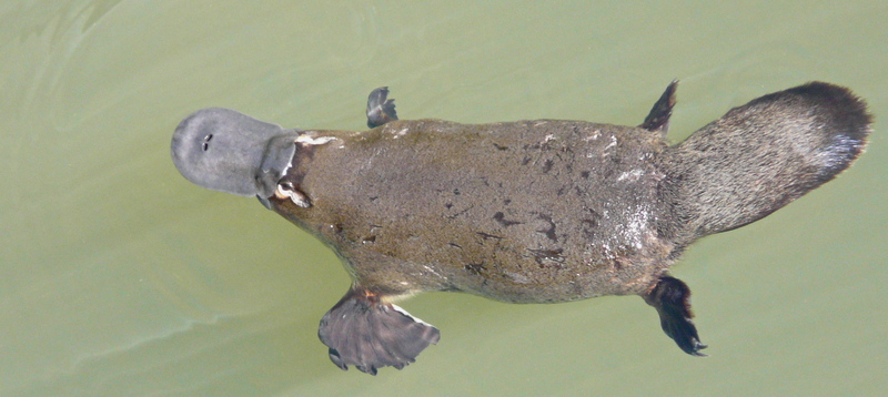 duck-billed platypus (Ornithorhynchus anatinus); DISPLAY FULL IMAGE.