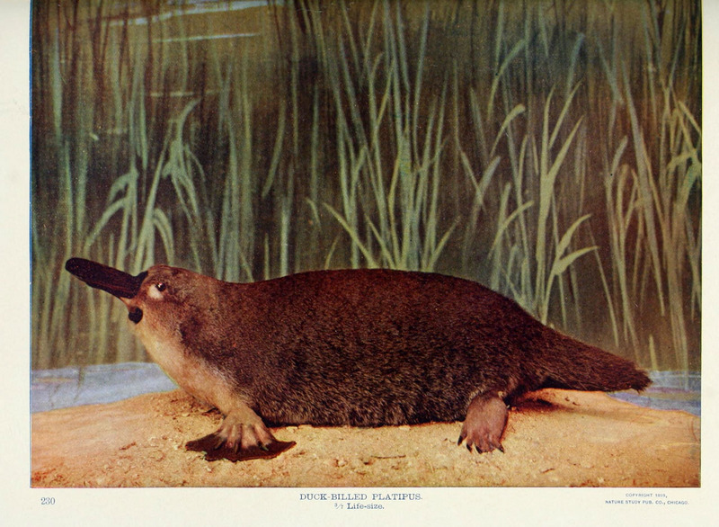 duck-billed platypus (Ornithorhynchus anatinus); DISPLAY FULL IMAGE.