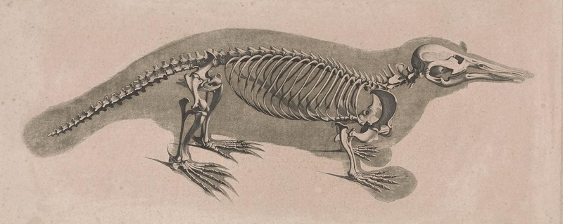 duck-billed platypus (Ornithorhynchus anatinus); DISPLAY FULL IMAGE.