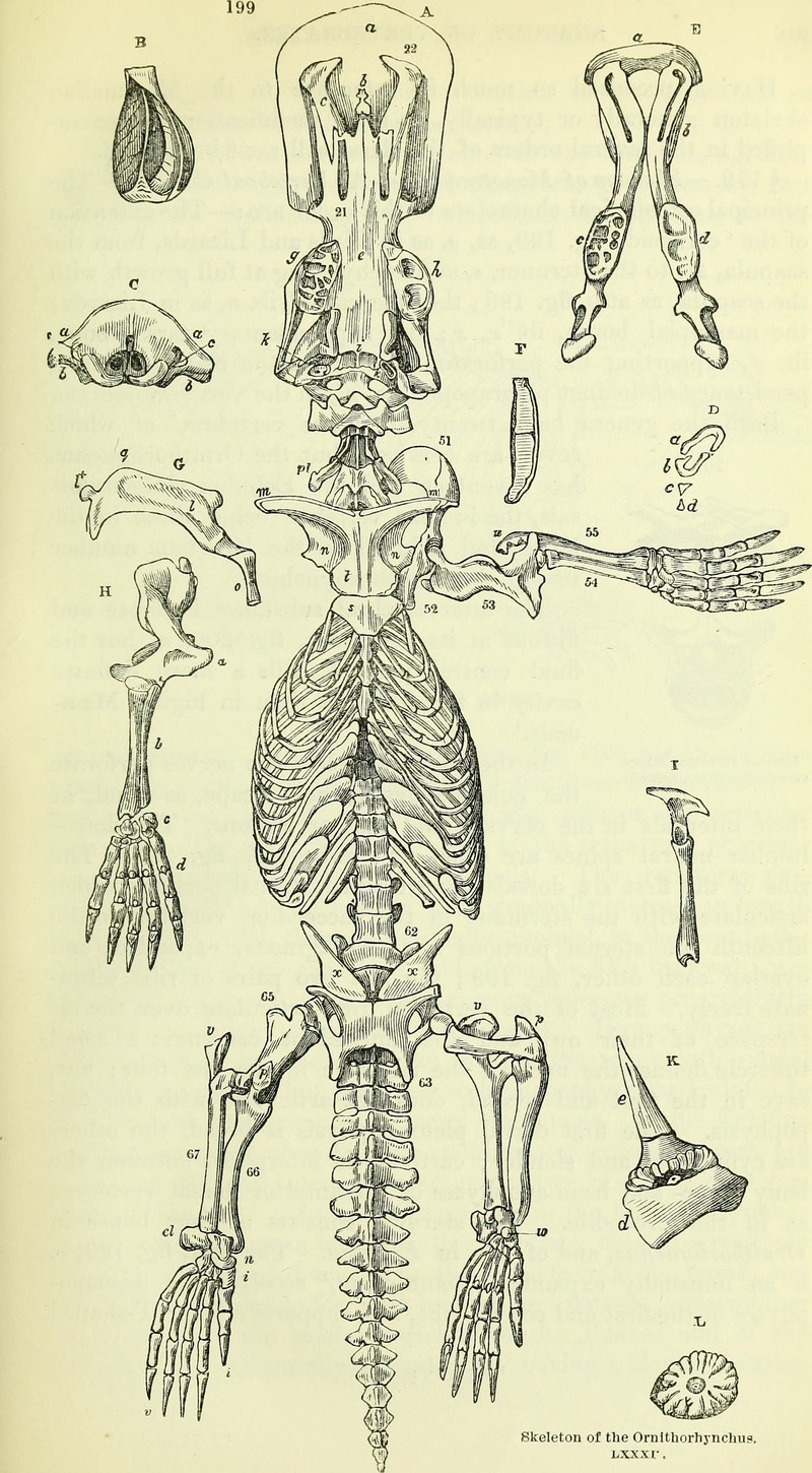 duck-billed platypus (Ornithorhynchus anatinus); DISPLAY FULL IMAGE.