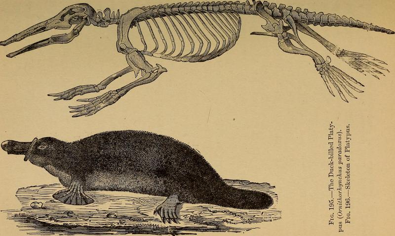 duck-billed platypus (Ornithorhynchus anatinus); DISPLAY FULL IMAGE.
