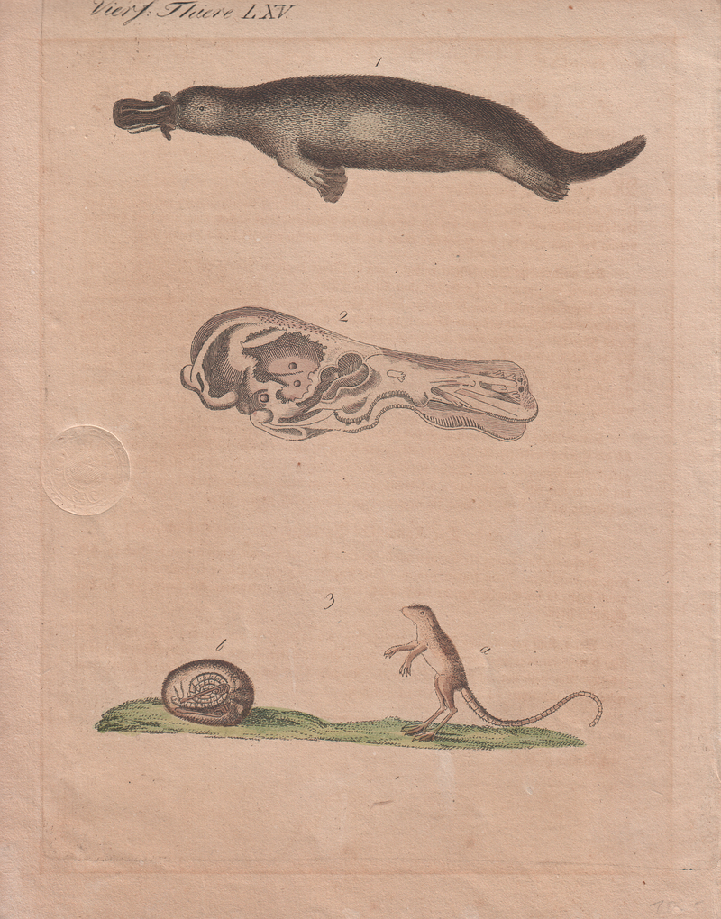 duck-billed platypus (Ornithorhynchus anatinus); DISPLAY FULL IMAGE.