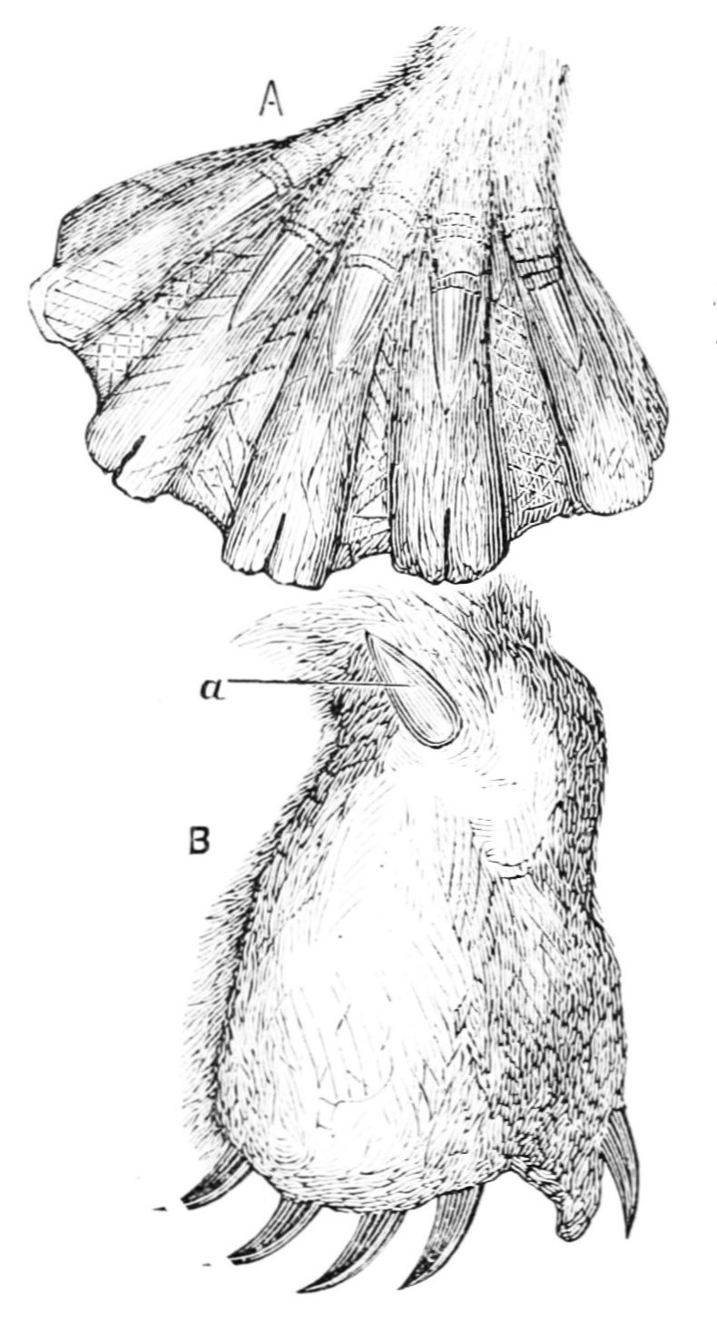 duck-billed platypus (Ornithorhynchus anatinus); DISPLAY FULL IMAGE.