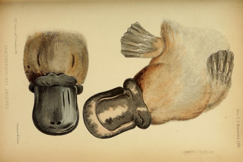 duck-billed platypus (Ornithorhynchus anatinus); DISPLAY FULL IMAGE.