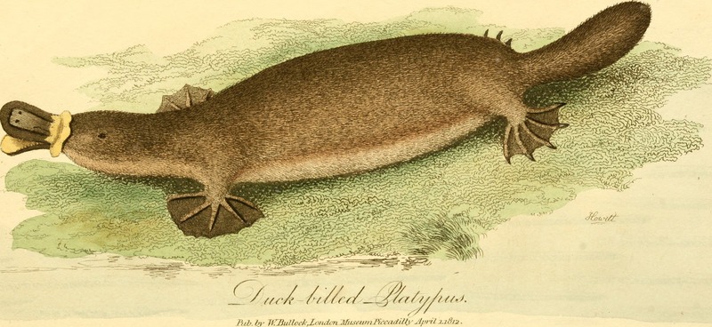 duck-billed platypus (Ornithorhynchus anatinus); DISPLAY FULL IMAGE.