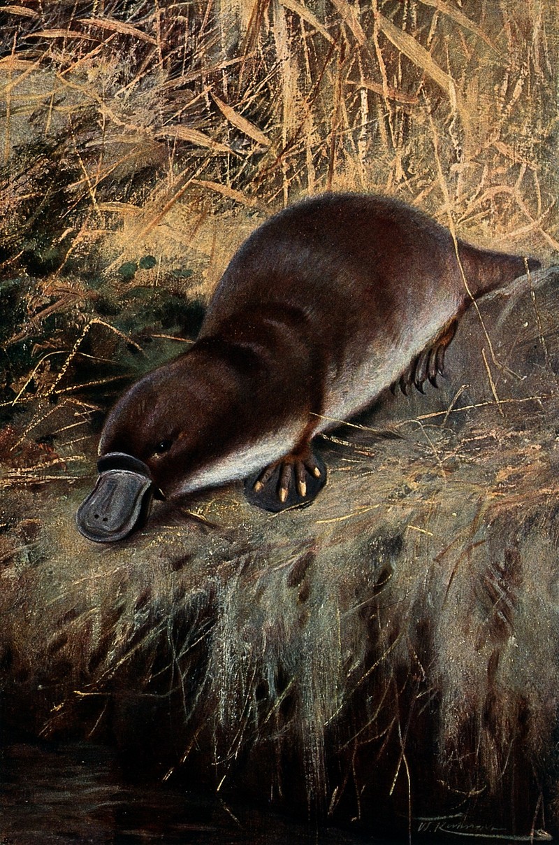 duck-billed platypus (Ornithorhynchus anatinus); DISPLAY FULL IMAGE.