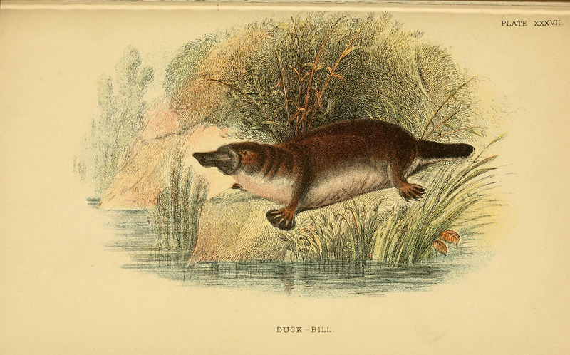 duck-billed platypus (Ornithorhynchus anatinus); DISPLAY FULL IMAGE.