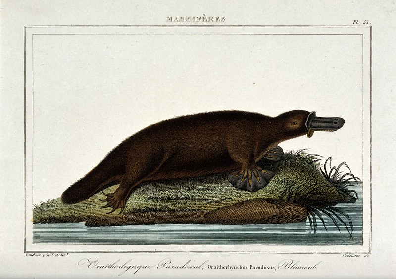 duck-billed platypus (Ornithorhynchus anatinus); DISPLAY FULL IMAGE.