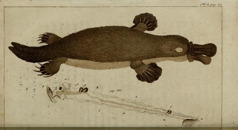 duck-billed platypus (Ornithorhynchus anatinus); DISPLAY FULL IMAGE.