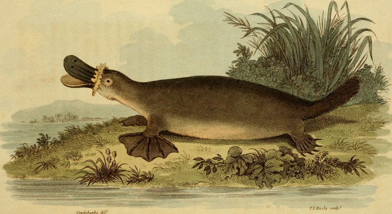 duck-billed platypus (Ornithorhynchus anatinus); DISPLAY FULL IMAGE.
