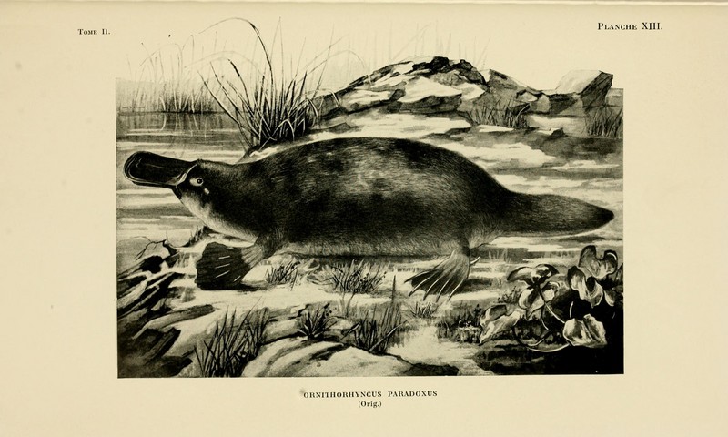 duck-billed platypus (Ornithorhynchus anatinus); DISPLAY FULL IMAGE.