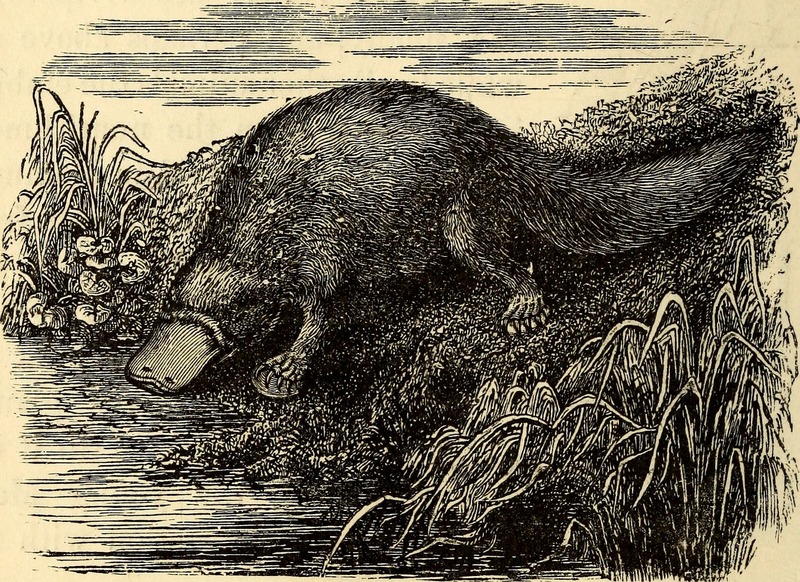 duck-billed platypus (Ornithorhynchus anatinus); DISPLAY FULL IMAGE.
