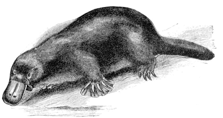duck-billed platypus (Ornithorhynchus anatinus); DISPLAY FULL IMAGE.